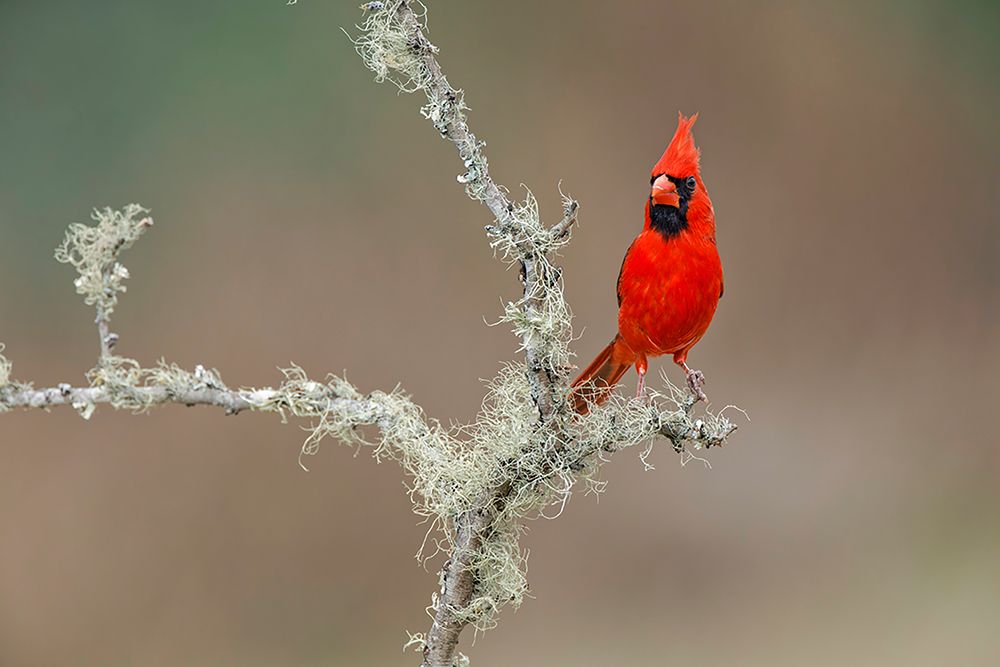 Male Northern Cardinal Rio Grande Valley-Texas art print by Adam Jones for $57.95 CAD