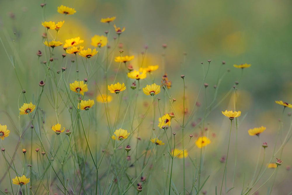 Soft focus view of coreopsis flowers-Rio Grande Valley-Texas art print by Adam Jones for $57.95 CAD
