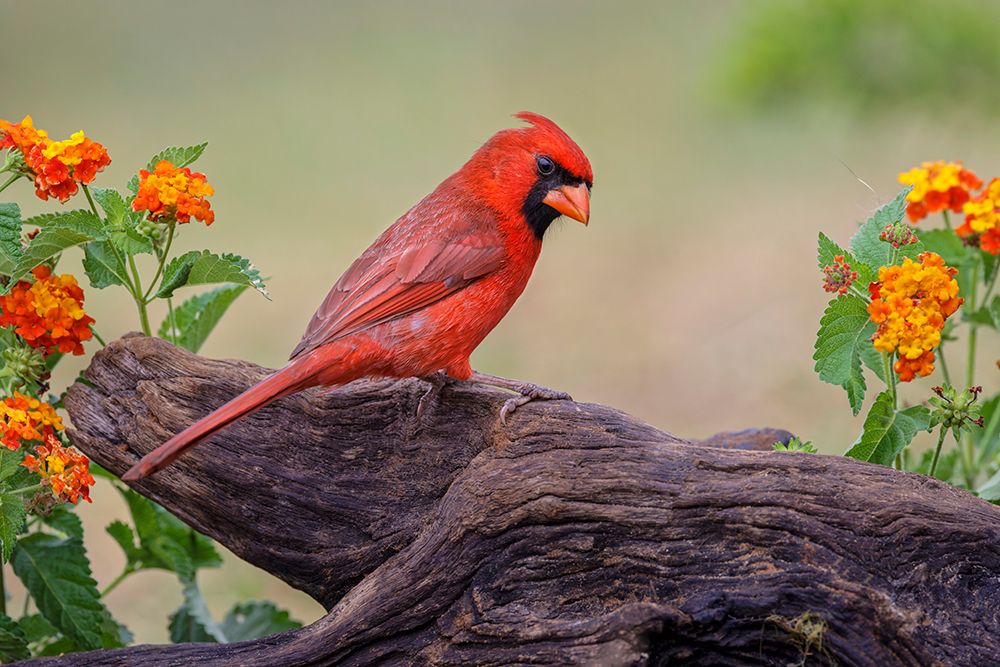 Male cardinal and flowers-Rio Grande Valley-Texas art print by Adam Jones for $57.95 CAD