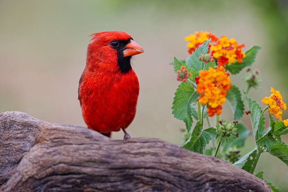 Male cardinal and flowers-Rio Grande Valley-Texas art print by Adam Jones for $57.95 CAD