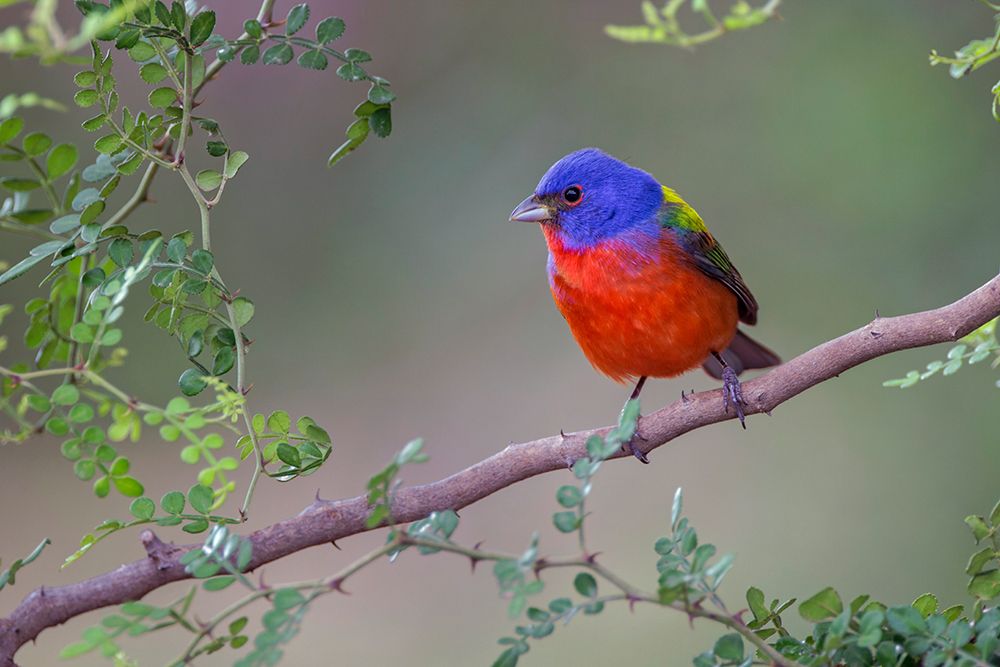 Painted bunting Rio Grande Valley-Texas art print by Adam Jones for $57.95 CAD