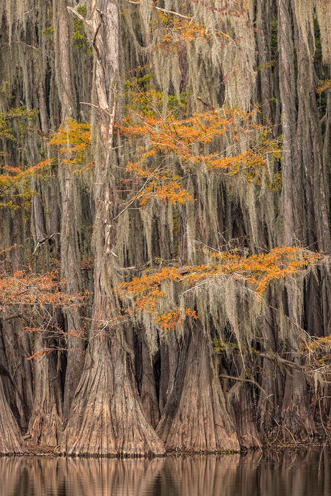 Bald Cypress tree draped in Spanish moss with fall colors Caddo Lake State Park-Uncertain-Texas art print by Adam Jones for $57.95 CAD