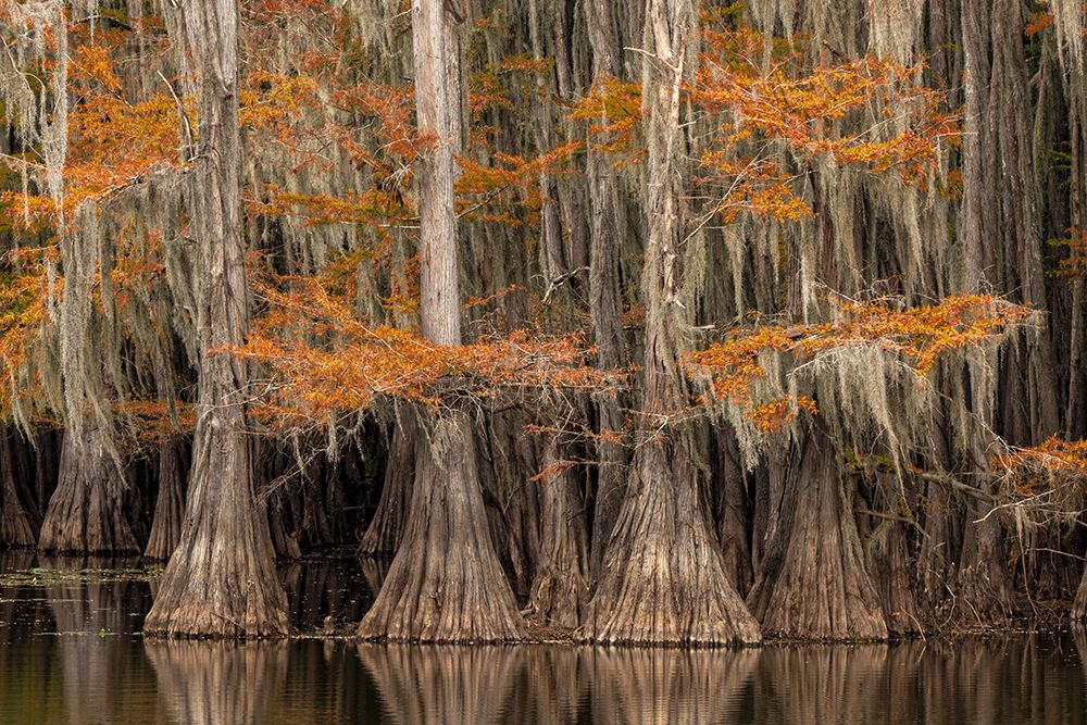 Bald Cypress tree draped in Spanish moss with fall colors Caddo Lake State Park-Uncertain-Texas art print by Adam Jones for $57.95 CAD