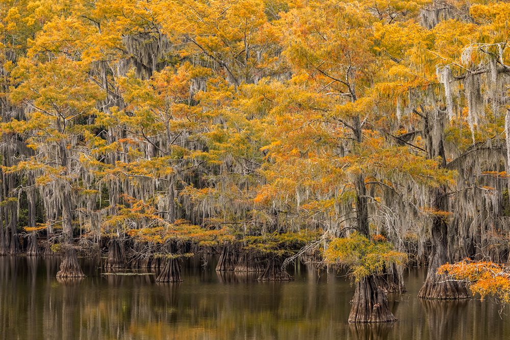 Bald Cypress tree draped in Spanish moss with fall colors Caddo Lake State Park-Uncertain-Texas art print by Adam Jones for $57.95 CAD