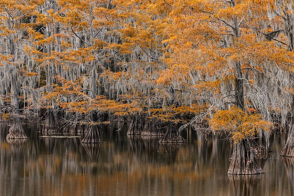 Bald Cypress tree draped in Spanish moss with fall colors Caddo Lake State Park-Uncertain-Texas art print by Adam Jones for $57.95 CAD