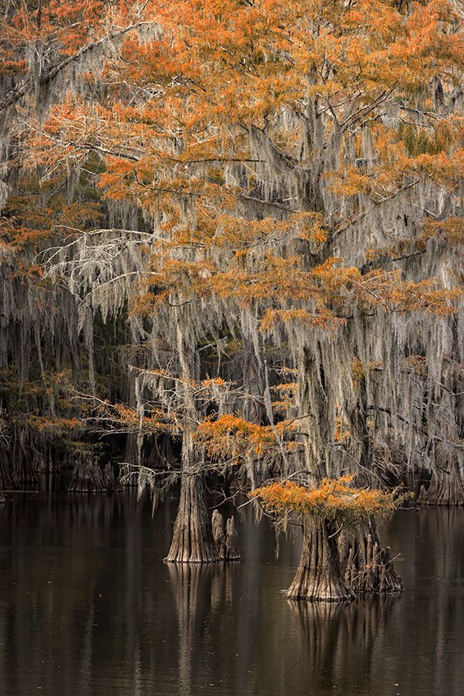 Bald Cypress tree draped in Spanish moss with fall colors Caddo Lake State Park-Uncertain-Texas art print by Adam Jones for $57.95 CAD