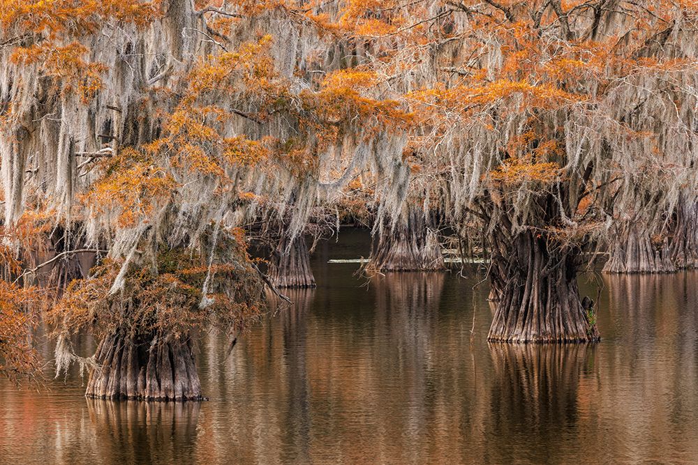 Bald Cypress tree draped in Spanish moss with fall colors Caddo Lake State Park-Uncertain-Texas art print by Adam Jones for $57.95 CAD