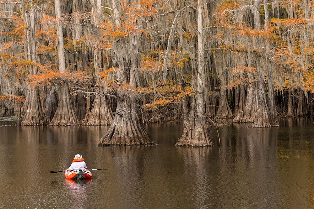 Bald Cypress tree draped in Spanish moss with fall colors and kayaker Caddo Lake State Park art print by Adam Jones for $57.95 CAD