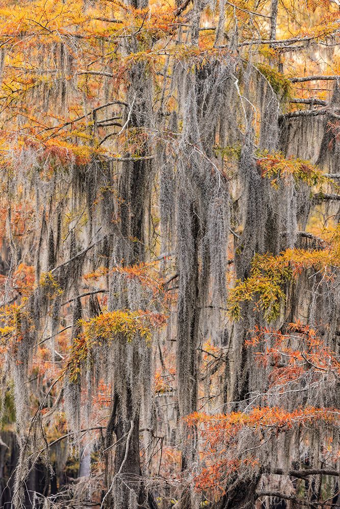 Bald Cypress tree draped in Spanish moss with fall colors Caddo Lake State Park-Uncertain-Texas art print by Adam Jones for $57.95 CAD