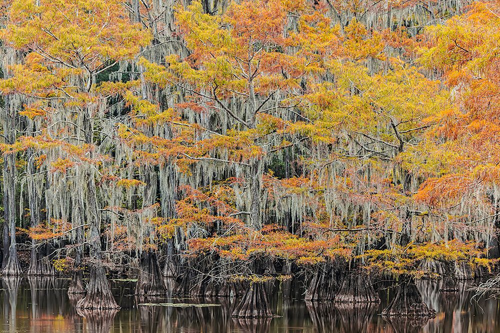 Bald Cypress tree draped in Spanish moss with fall colors Caddo Lake State Park-Uncertain-Texas art print by Adam Jones for $57.95 CAD