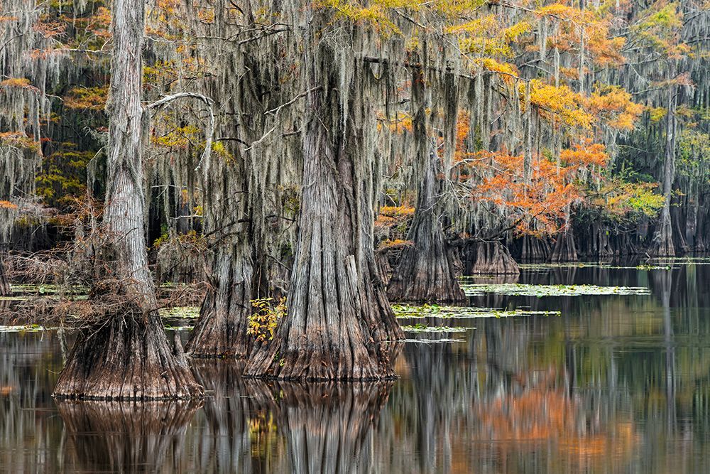 Bald Cypress tree draped in Spanish moss with fall colors Caddo Lake State Park-Uncertain-Texas art print by Adam Jones for $57.95 CAD