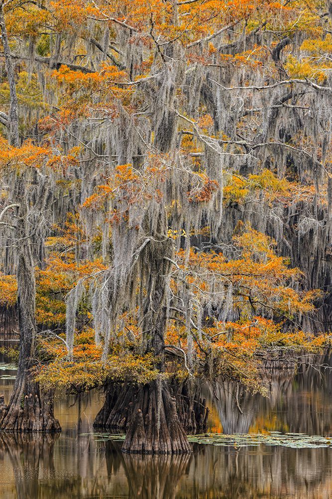 Bald Cypress tree draped in Spanish moss with fall colors Caddo Lake State Park-Uncertain-Texas art print by Adam Jones for $57.95 CAD