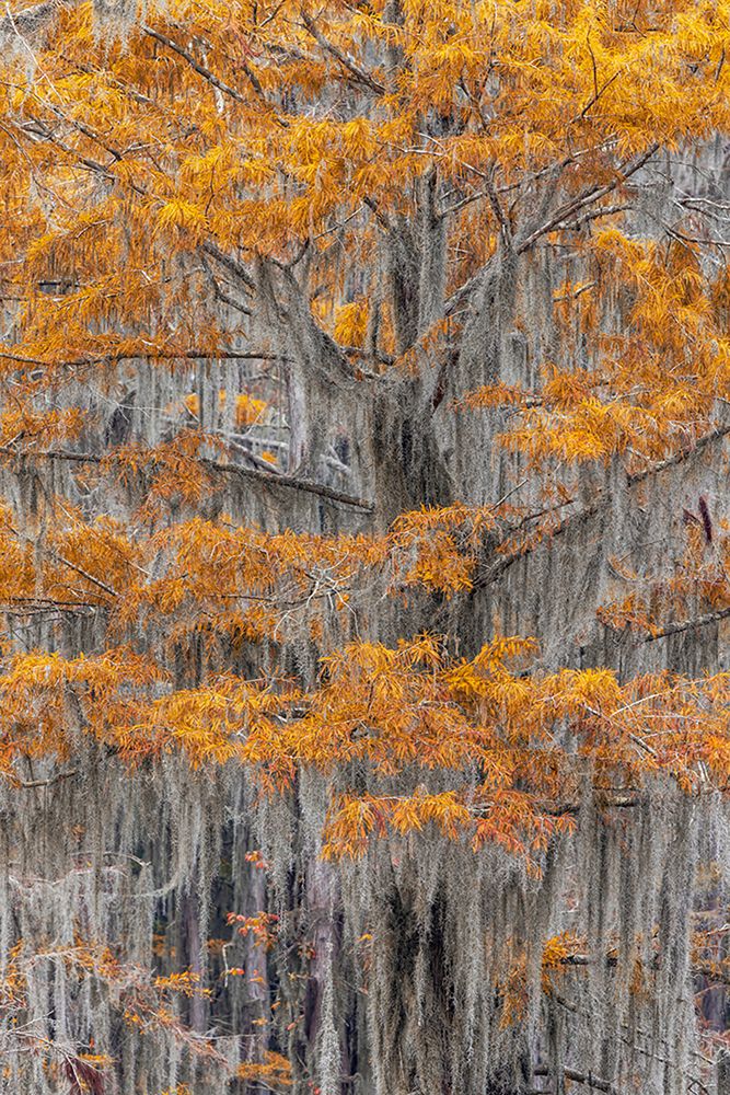 Bald Cypress tree draped in Spanish moss with fall colors Caddo Lake State Park-Uncertain-Texas art print by Adam Jones for $57.95 CAD