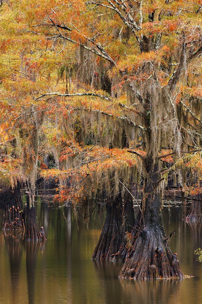Bald Cypress tree draped in Spanish moss with fall colors Caddo Lake State Park-Uncertain-Texas art print by Adam Jones for $57.95 CAD