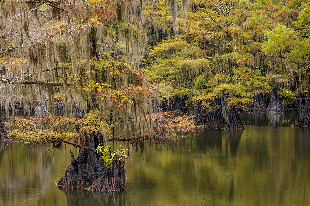 Bald Cypress tree draped in Spanish moss with fall colors Caddo Lake State Park-Uncertain-Texas art print by Adam Jones for $57.95 CAD
