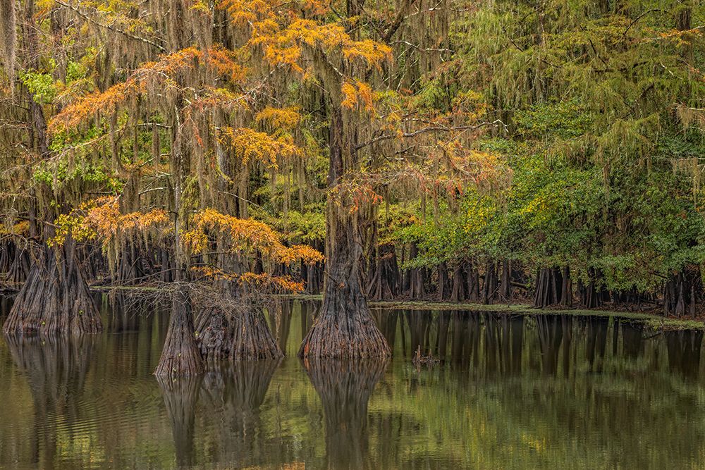 Bald Cypress tree draped in Spanish moss with fall colors Caddo Lake State Park-Uncertain-Texas art print by Adam Jones for $57.95 CAD