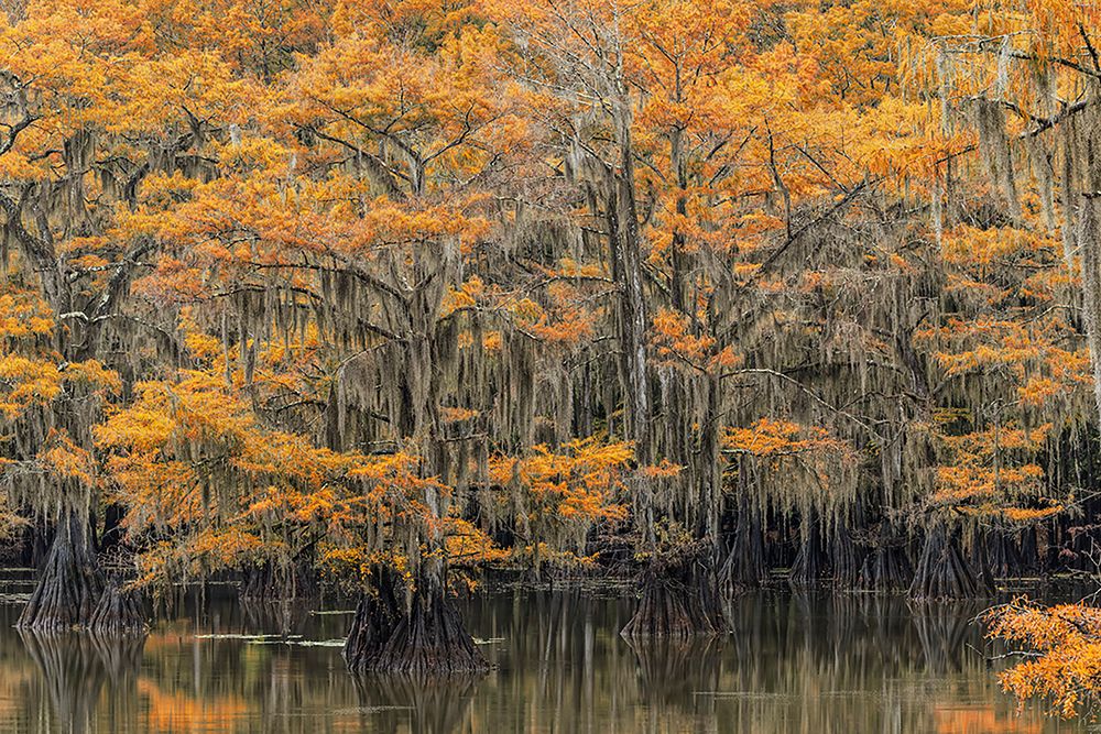 Bald Cypress tree draped in Spanish moss with fall colors Caddo Lake State Park-Uncertain-Texas art print by Adam Jones for $57.95 CAD