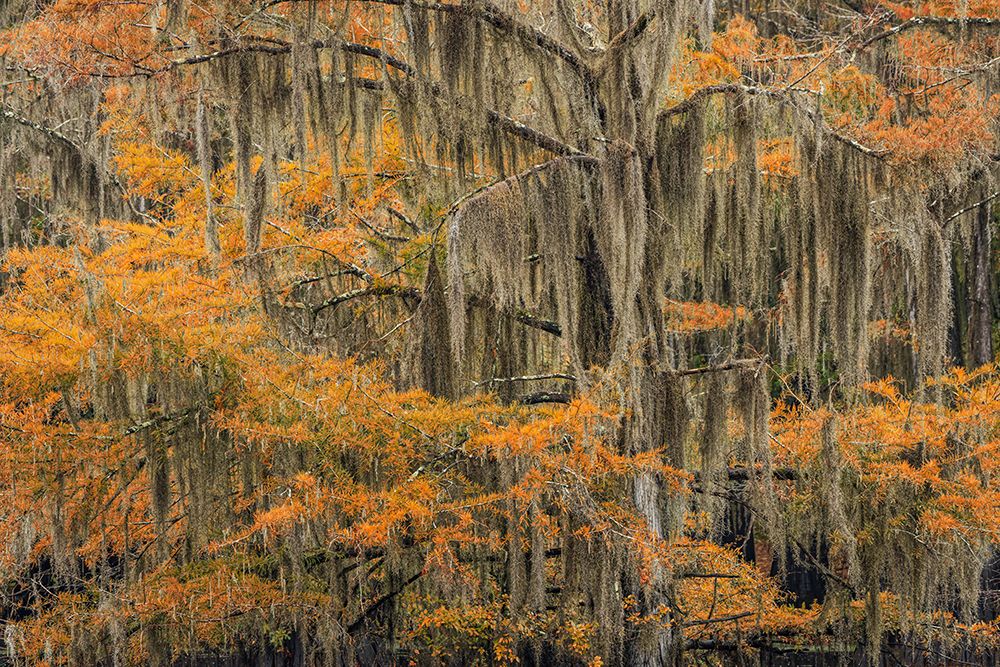 Bald Cypress tree draped in Spanish moss with fall colors Caddo Lake State Park-Uncertain-Texas art print by Adam Jones for $57.95 CAD