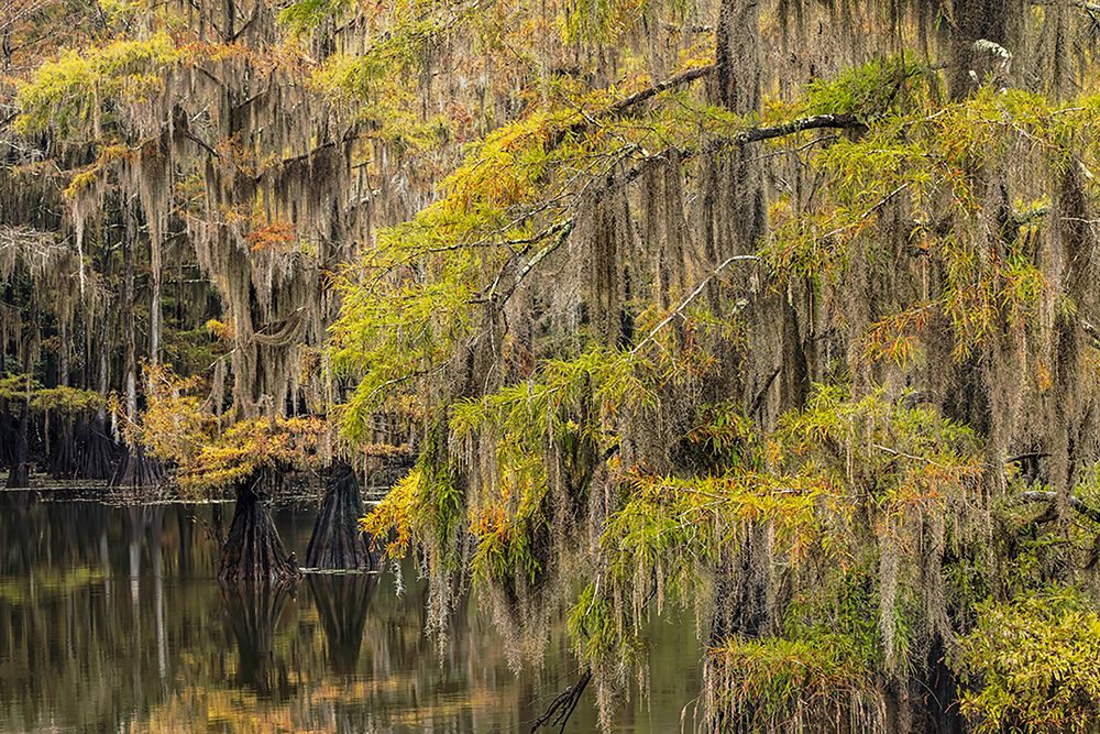 Bald Cypress tree draped in Spanish moss with fall colors Caddo Lake State Park-Uncertain-Texas art print by Adam Jones for $57.95 CAD