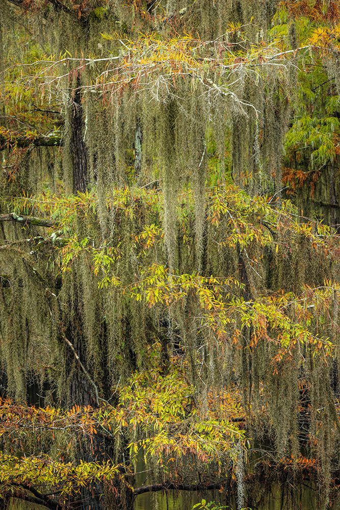 Bald Cypress tree draped in Spanish moss with fall colors Caddo Lake State Park-Uncertain-Texas art print by Adam Jones for $57.95 CAD