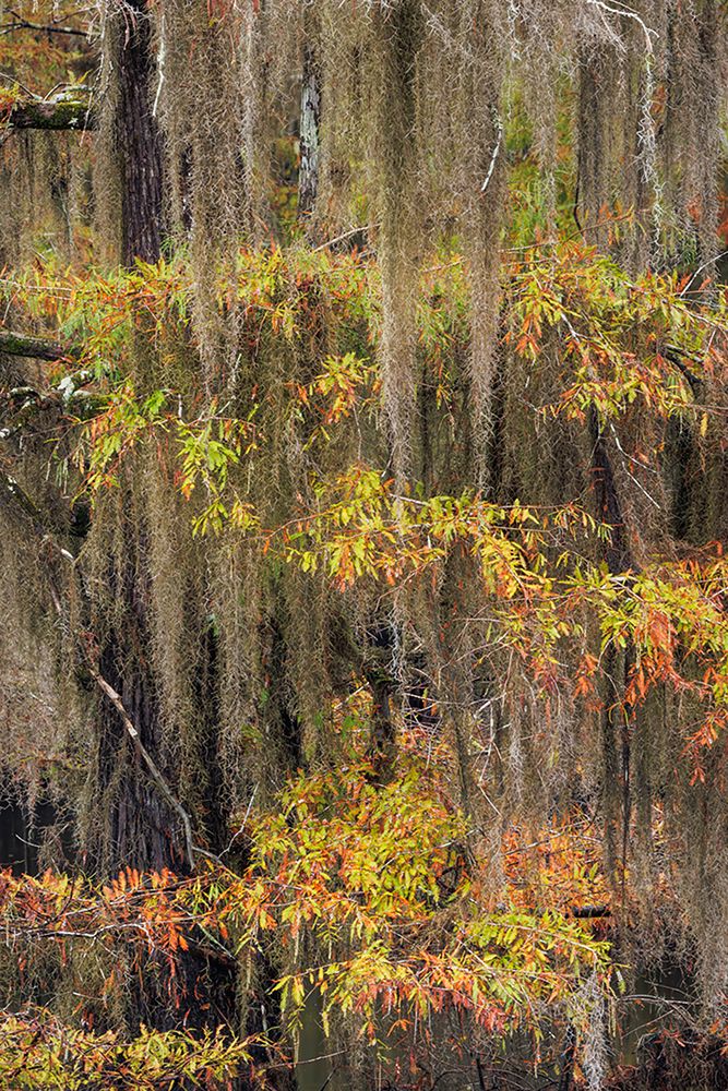 Bald Cypress tree draped in Spanish moss with fall colors Caddo Lake State Park-Uncertain-Texas art print by Adam Jones for $57.95 CAD