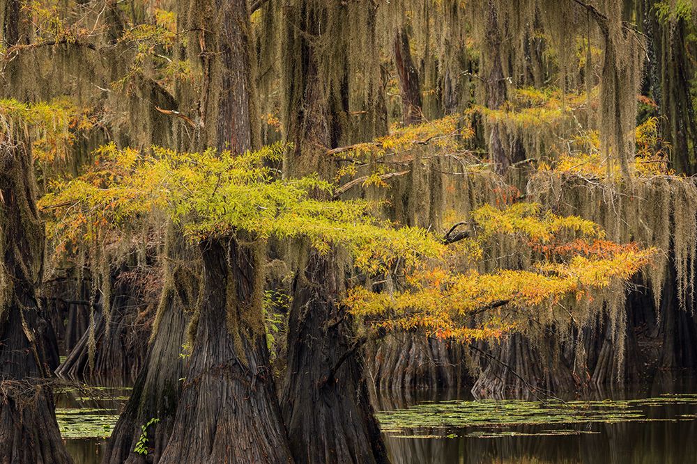 Bald Cypress tree draped in Spanish moss with fall colors Caddo Lake State Park-Uncertain-Texas art print by Adam Jones for $57.95 CAD