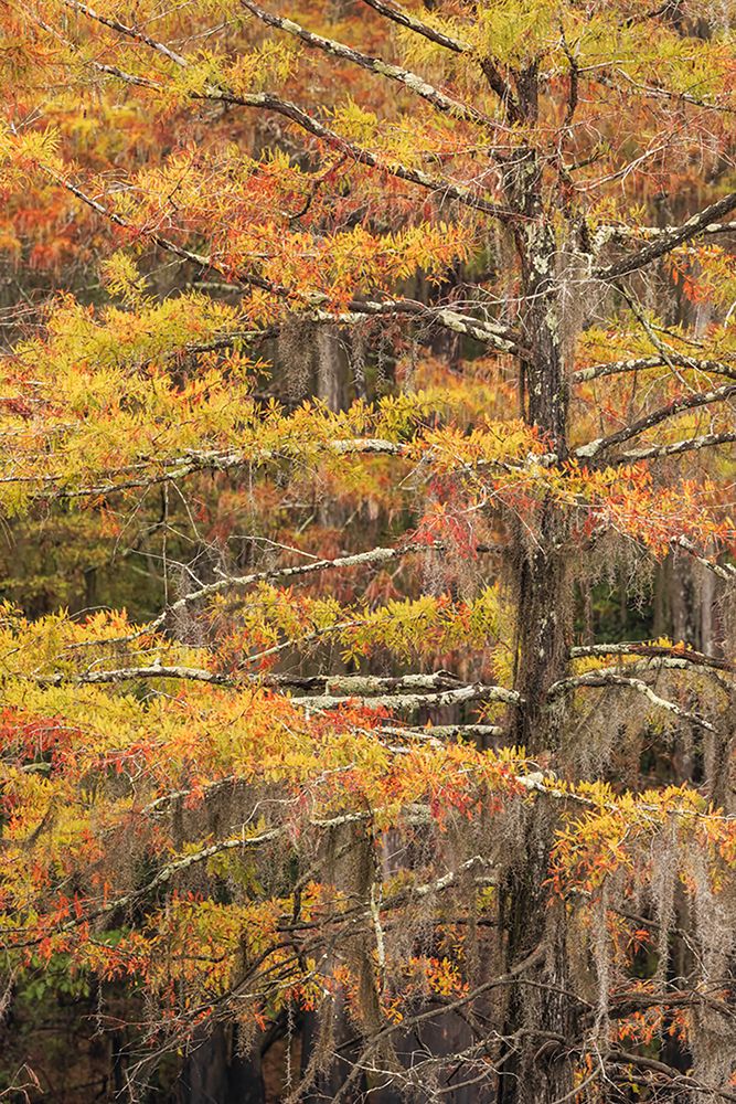 Bald Cypress tree draped in Spanish moss with fall colors Caddo Lake State Park-Uncertain-Texas art print by Adam Jones for $57.95 CAD