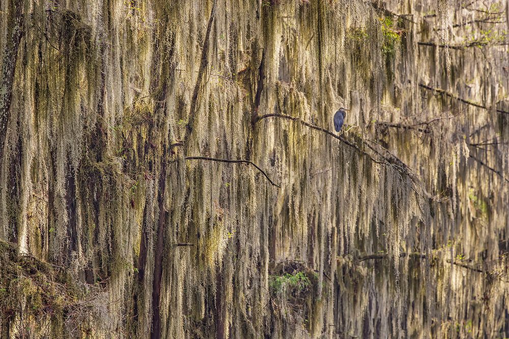Bald cypress trees draped in Spanish moss and Great blue heron Caddo Lake-Uncertain-Texas art print by Adam Jones for $57.95 CAD
