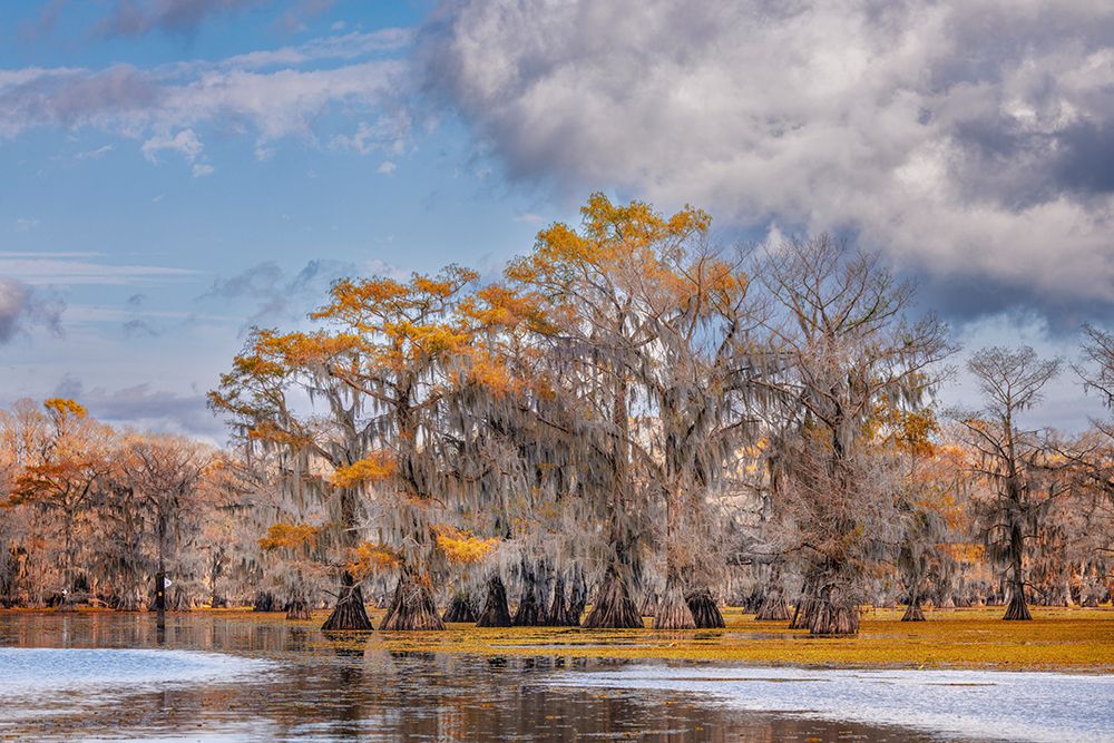 Bald cypress trees in autumn Caddo Lake-Uncertain-Texas art print by Adam Jones for $57.95 CAD