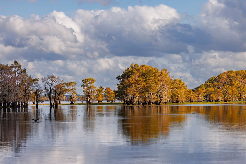 Bald cypress trees in autumn Caddo Lake-Uncertain-Texas art print by Adam Jones for $57.95 CAD