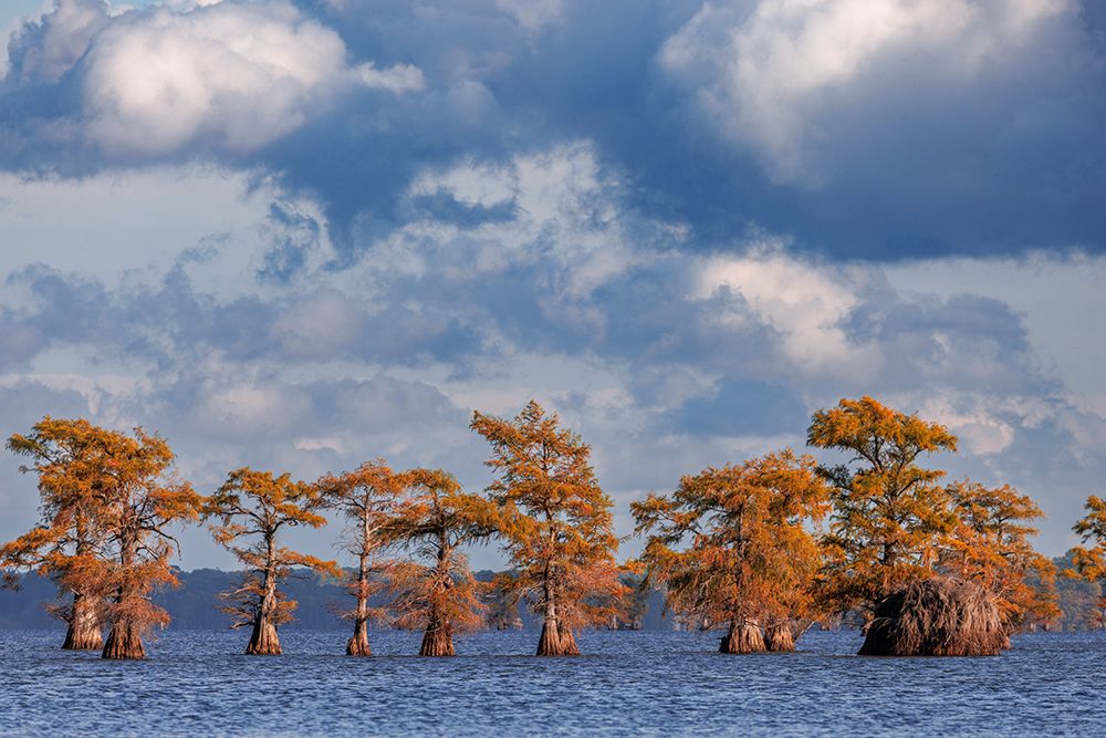 Bald cypress trees in autumn Caddo Lake-Uncertain-Texas art print by Adam Jones for $57.95 CAD