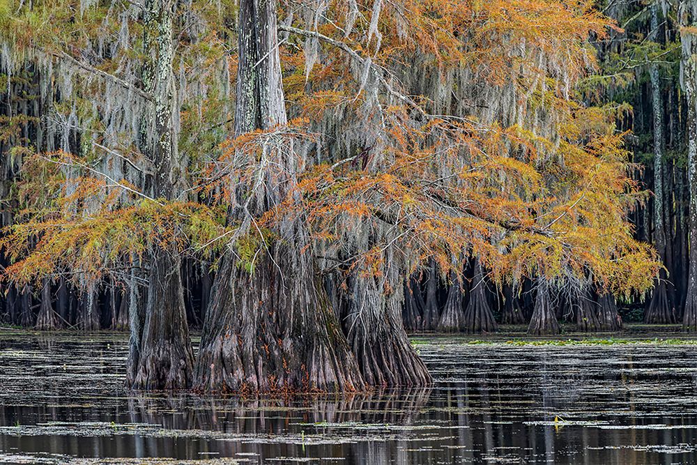 Bald cypress trees in autumn Caddo Lake-Uncertain-Texas art print by Adam Jones for $57.95 CAD