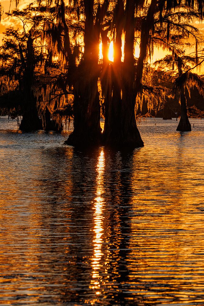 Bald cypress trees silhouetted at sunset Caddo Lake-Uncertain-Texas art print by Adam Jones for $57.95 CAD