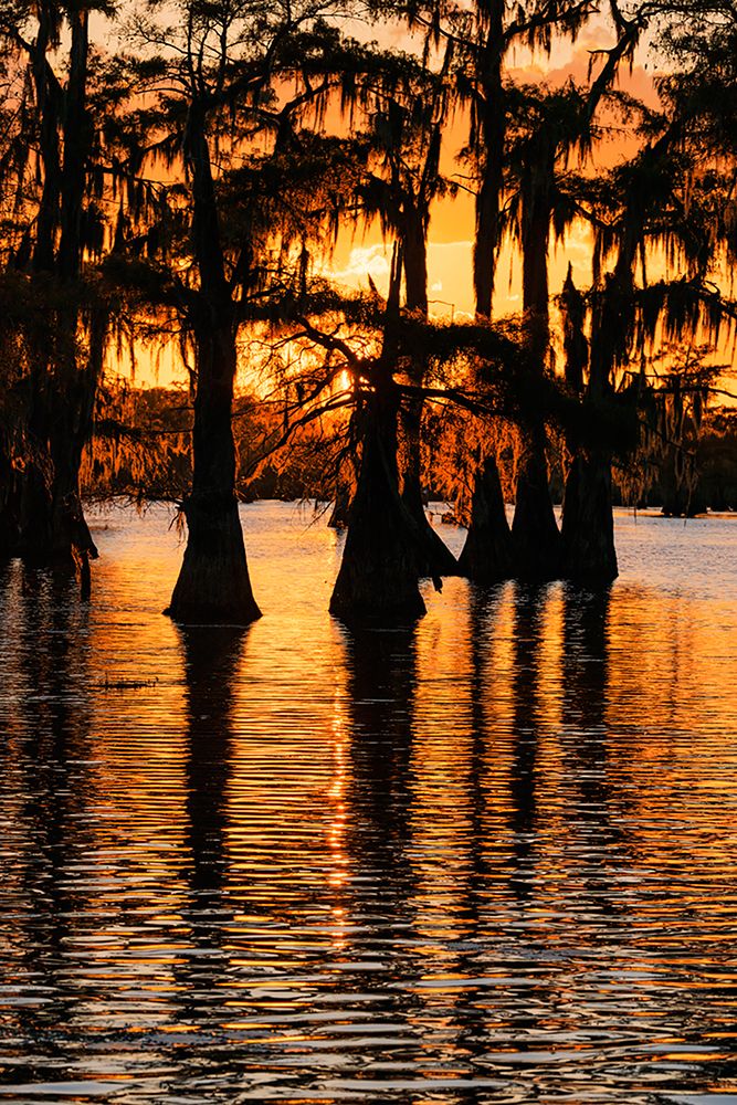 Bald cypress trees silhouetted at sunset Caddo Lake-Uncertain-Texas art print by Adam Jones for $57.95 CAD
