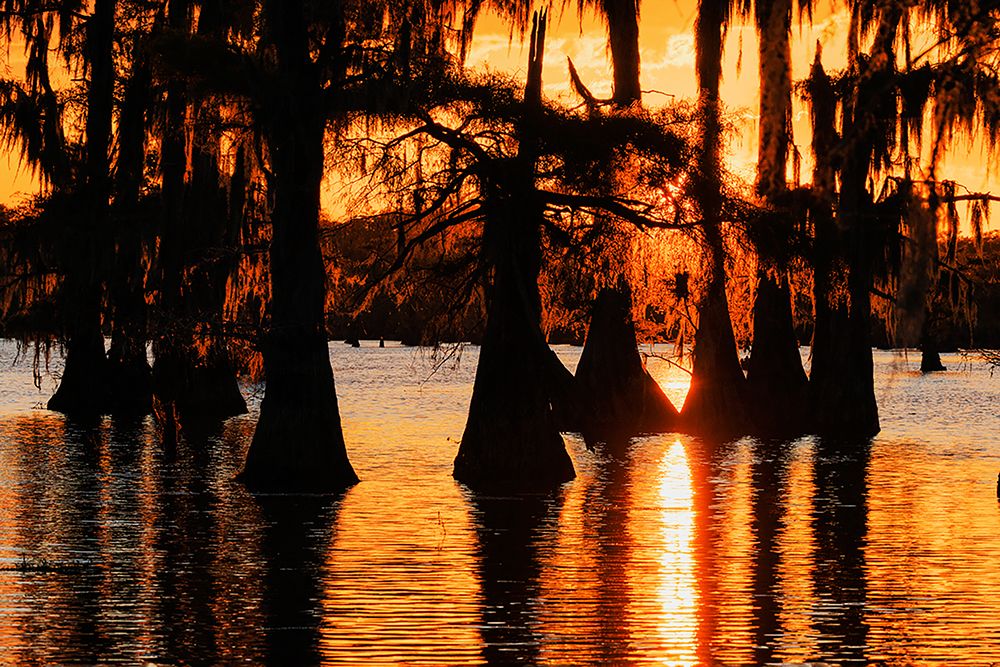 Bald cypress trees silhouetted at sunset Caddo Lake-Uncertain-Texas art print by Adam Jones for $57.95 CAD