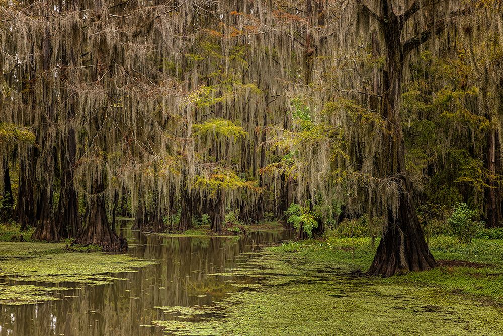 Cypress trees and Spanish moss lining shoreline of Caddo Lake-Uncertain-Texas art print by Adam Jones for $57.95 CAD
