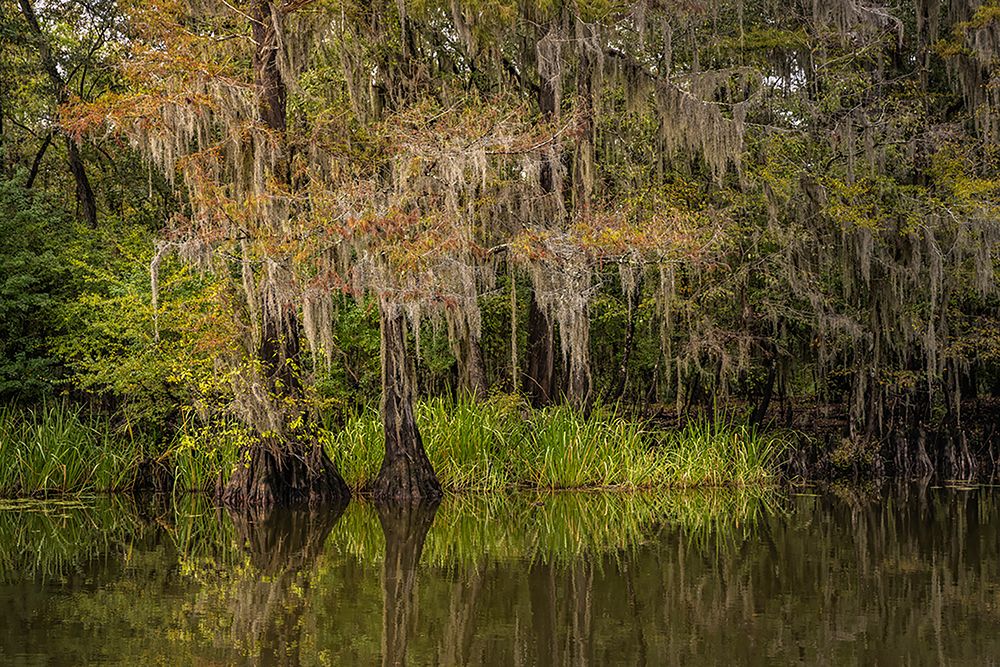 Cypress trees and Spanish moss lining shoreline of Caddo Lake-Uncertain-Texas art print by Adam Jones for $57.95 CAD