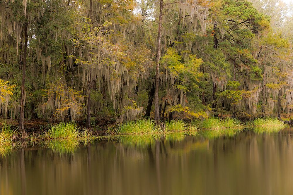 Cypress trees and Spanish moss lining shoreline of Caddo Lake-Uncertain-Texas art print by Adam Jones for $57.95 CAD