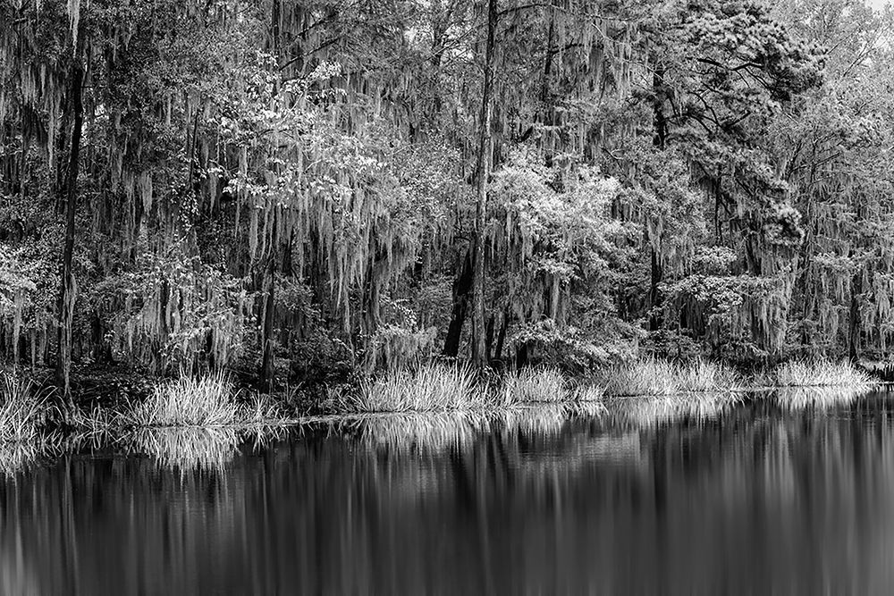 Cypress trees and Spanish moss lining shoreline of Caddo Lake-Uncertain-Texas art print by Adam Jones for $57.95 CAD