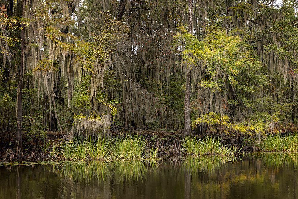 Cypress trees and Spanish moss lining shoreline of Caddo Lake-Uncertain-Texas art print by Adam Jones for $57.95 CAD