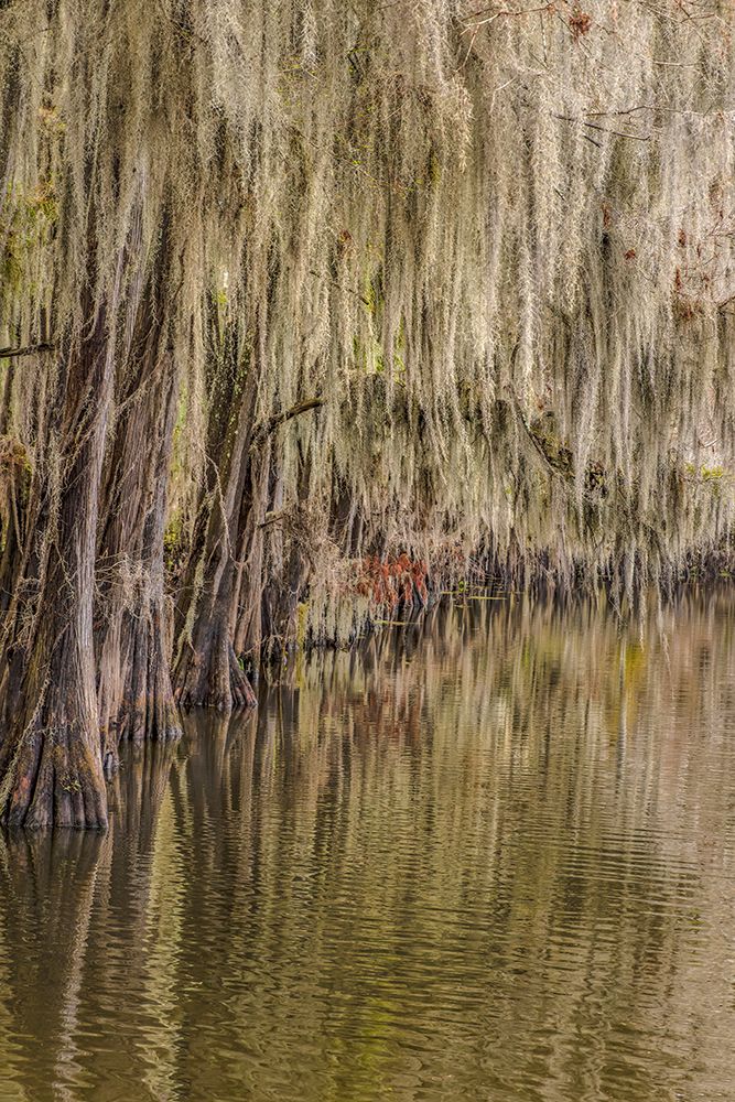 Cypress trees and Spanish moss lining shoreline of Caddo Lake-Uncertain-Texas art print by Adam Jones for $57.95 CAD