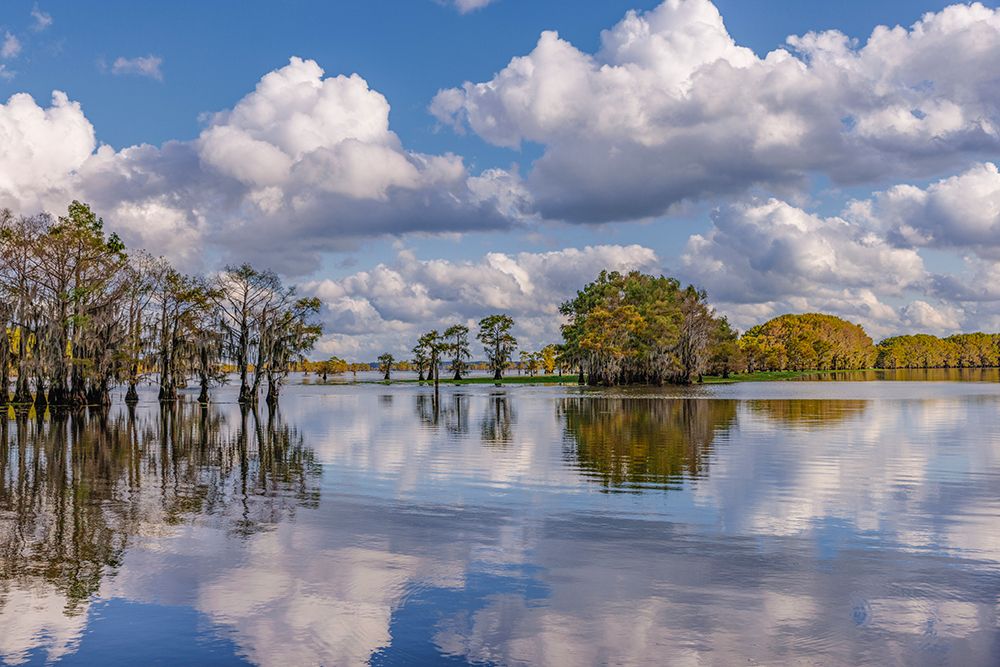 Bald cypress trees in autumn reflected on lake Caddo Lake-Uncertain-Texas art print by Adam Jones for $57.95 CAD