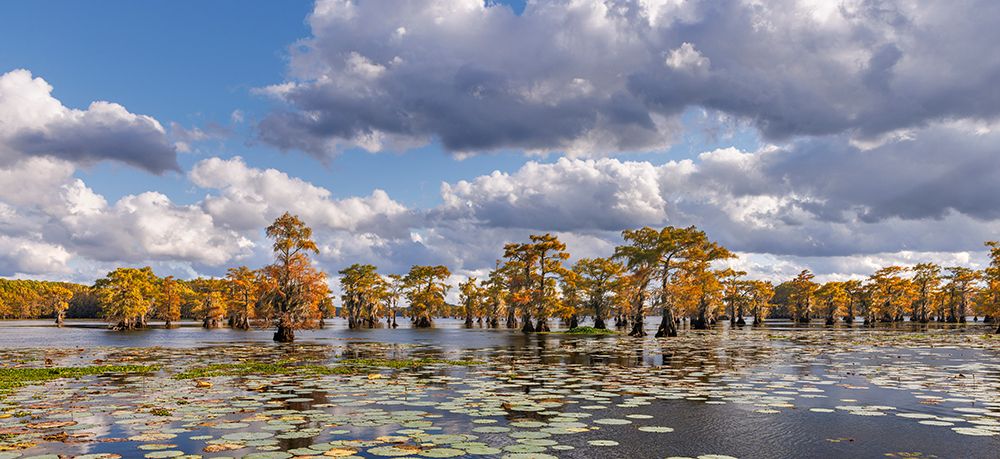 Bald cypress trees in autumn and lily-ads Caddo Lake-Uncertain-Texas art print by Adam Jones for $57.95 CAD