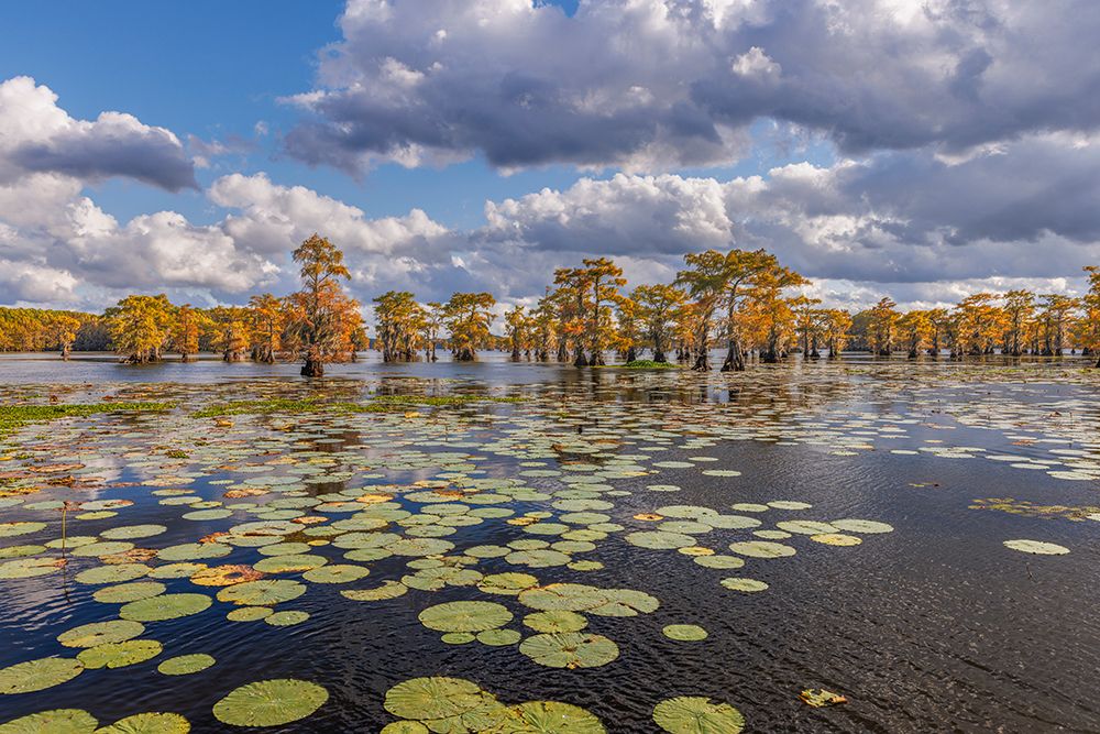 Bald cypress trees in autumn and lily-ads Caddo Lake-Uncertain-Texas art print by Adam Jones for $57.95 CAD