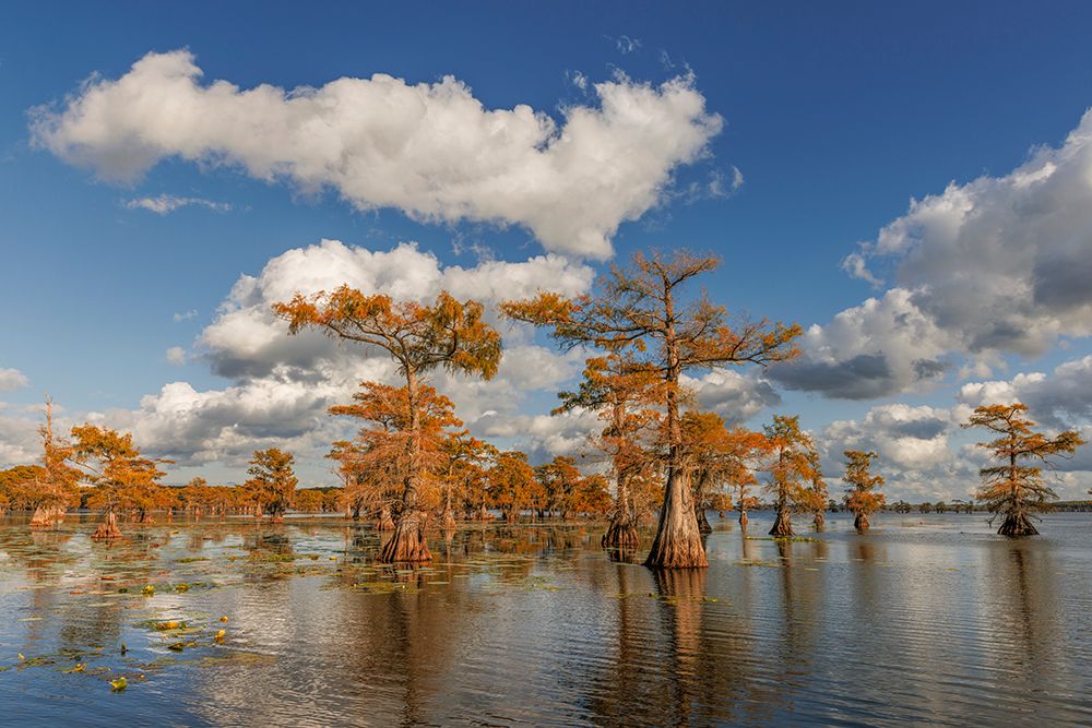 Bald cypress trees in autumn reflected on lake Caddo Lake-Uncertain-Texas art print by Adam Jones for $57.95 CAD