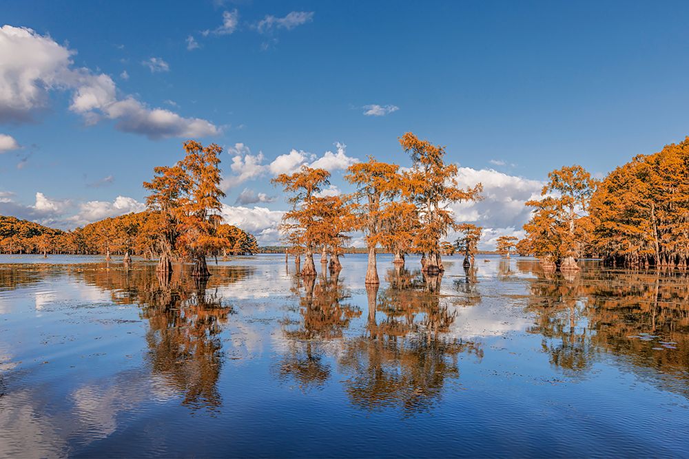 Bald cypress trees in autumn reflected on lake Caddo Lake-Uncertain-Texas art print by Adam Jones for $57.95 CAD