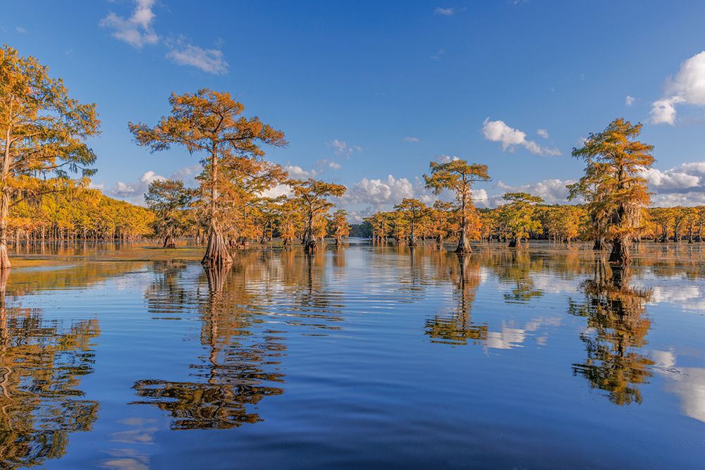 Bald cypress trees in autumn reflected on lake Caddo Lake-Uncertain-Texas art print by Adam Jones for $57.95 CAD