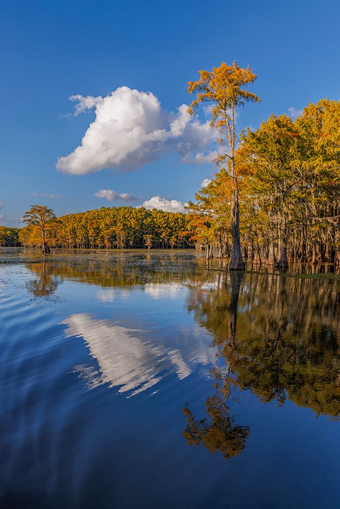 Bald cypress trees in autumn reflected on lake Caddo Lake-Uncertain-Texas art print by Adam Jones for $57.95 CAD