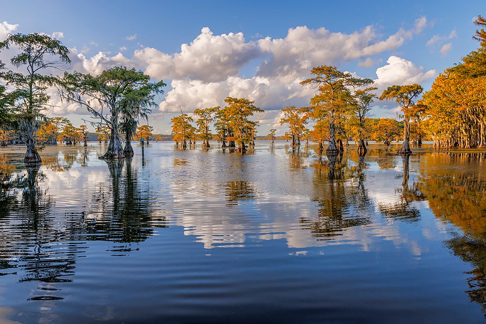 Bald cypress trees in autumn reflected on lake Caddo Lake-Uncertain-Texas art print by Adam Jones for $57.95 CAD