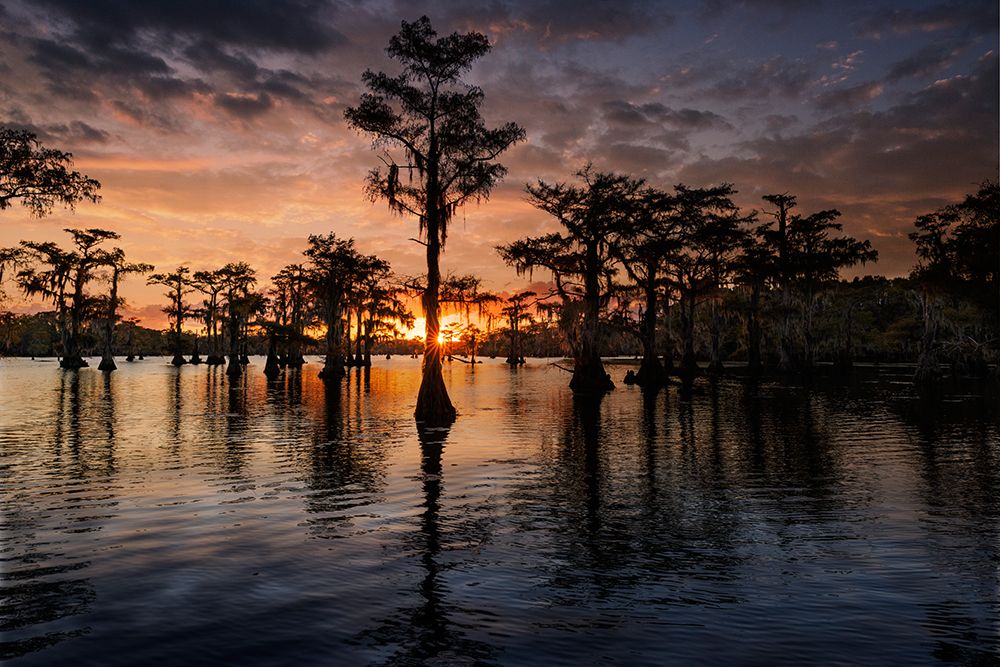Bald cypress trees silhouetted at sunset Caddo Lake-Uncertain-Texas art print by Adam Jones for $57.95 CAD